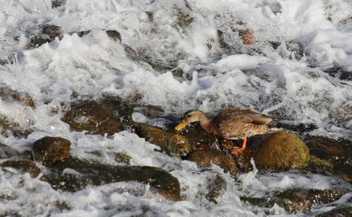 canard dans la rivière