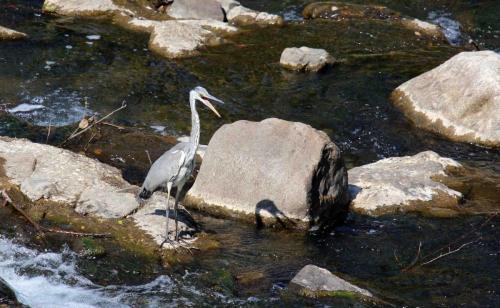 héron dans la rivière