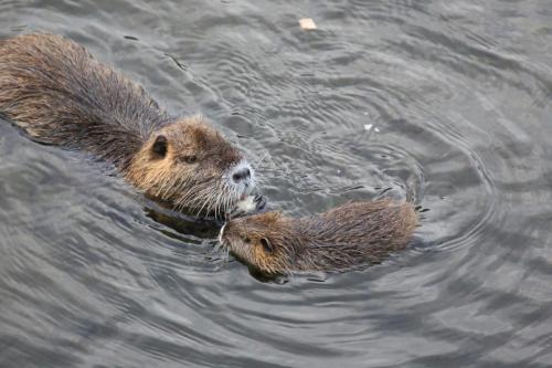 ragondins dans la rivière